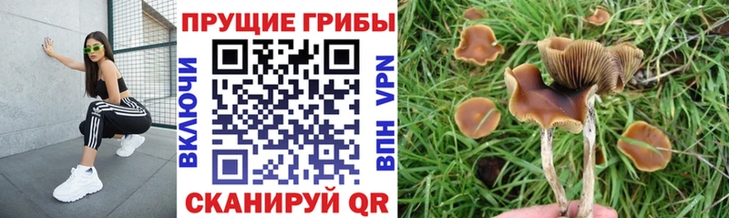 Галлюциногенные грибы мицелий  Купить где  Енисейск 